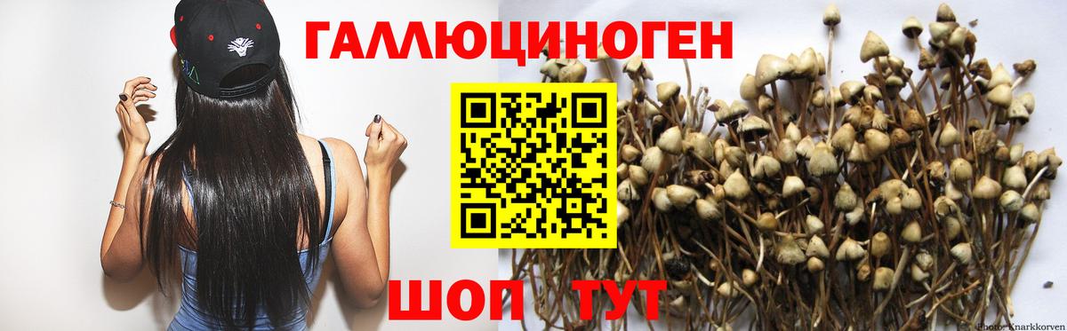 купить наркоту  Псилоцибиновые грибы GOLDEN TEACHER  Вход с VPN  Черногорск 